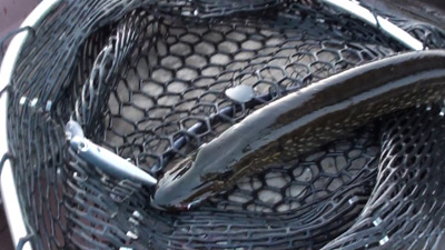 Pike in net